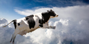 A Flying Cow