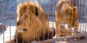 Lion Cage in Australia