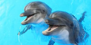 Dolphin Language