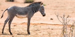 Zookeepers Save Baby Zebra