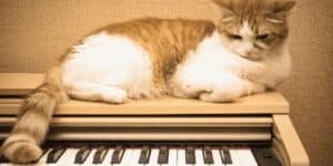 Musical Keyboard for Cats