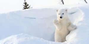 Little polar bear in Ohio