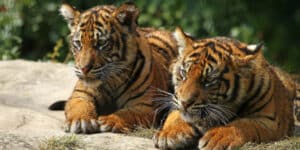 Tiger temple in Thailand