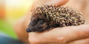 Hedgehog Café in Tokyo