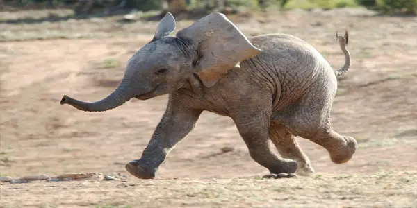 Baby elephant in Sri Lanka – level 3 - News in Levels