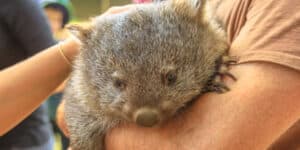 Little Wombat is Saved