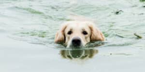 Dog in a Canal