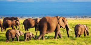 Elephants destroy crops