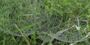 Spiderwebs cover parts of Australia