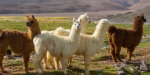 Llamas and the coronavirus