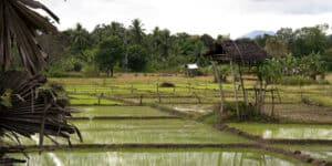 Sri Lanka farmers protest