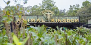 Disney Animal Kingdom