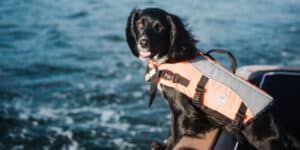 A man and his dog spend two months at sea