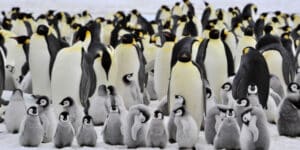 Thousands of penguins die