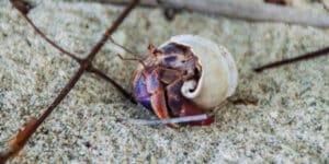 Crabs wear plastic shells