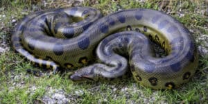 New anaconda species