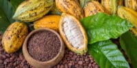 Cocoa farmers grow rubber
