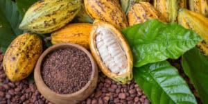 Cocoa farmers grow rubber