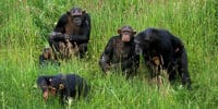 Sick chimps eat special plants