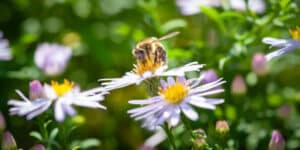 People in Switzerland vote about saving nature