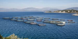 Salmon farming and tech